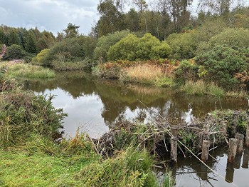 NT Wallington_Beaver dam and pool.jpg